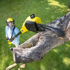 Best Hazardous Tree Removal  in Telford, TN