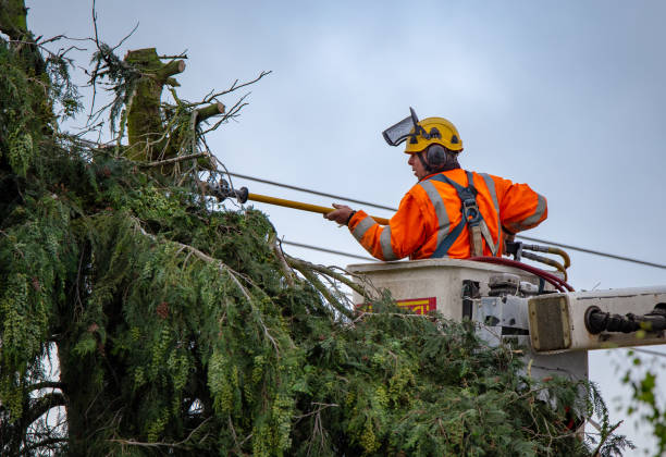 How Our Tree Care Process Works  in  Telford, TN