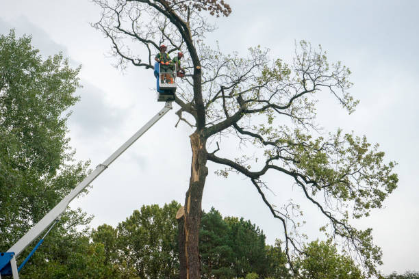 Best Tree Cabling and Bracing  in Telford, TN