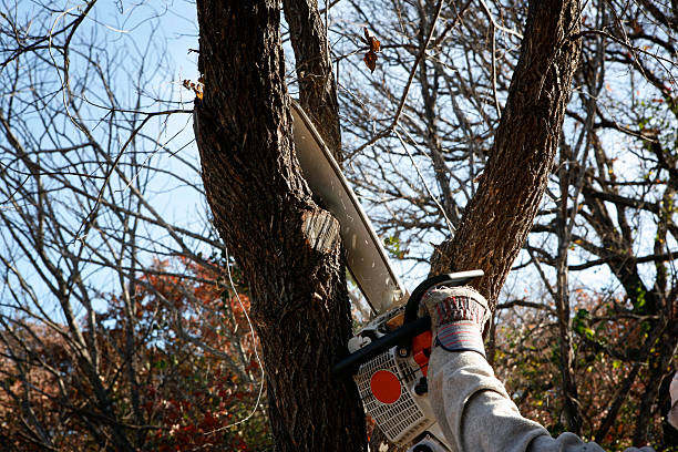 Best Tree Mulching  in Telford, TN