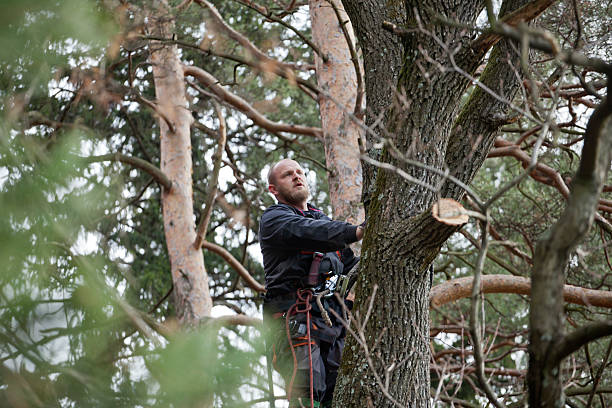  Telford, TN Tree Care Pros