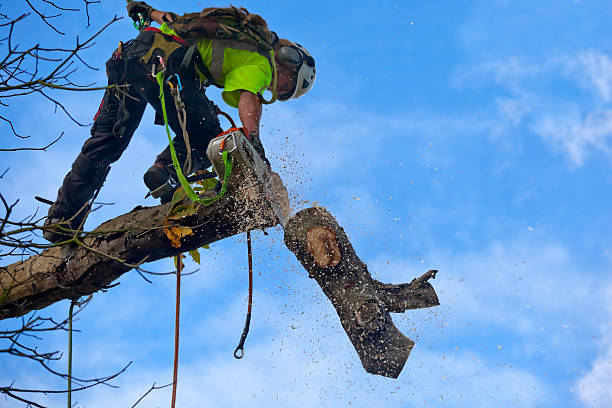 Best Tree Trimming and Pruning  in Telford, TN